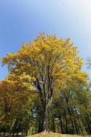 foliage in the autumn season photo