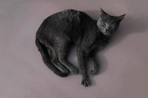 primer plano retrato de gato gris con ojos amarillos. el gato está dormitando, con los ojos entreabiertos. el hocico de un gato gris con ojos amarillos, un largo bigote negro, una nariz gris. enfoque selectivo. foto
