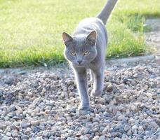 Gray fluffy cat is walking on the green grass. Close-up muzzle of cat with yellow-green eyes, a long white mustache, gray nose and shiny coat. Concept for veterinary clinic. Selective focus. photo