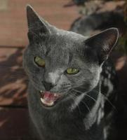 bozal de primer plano de un gato gris con ojos amarillos, bigote negro largo, nariz gris. el gato está maullando, boca abierta, lengua y dientes rosados. concepto para clínica veterinaria. enfoque selectivo foto