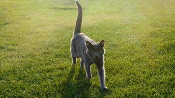 Gray fluffy cat is walking on the green grass. Close-up muzzle of cat with yellow-green eyes, a long white mustache, gray nose and shiny coat. Concept for veterinary clinic. Selective focus. photo