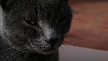 Close-up portrait of gray cat with yellow eyes. The cat is dozing, eyes ajar. The muzzle of a gray cat with yellow eyes, a long black mustache, a gray nose. Selective focus. photo