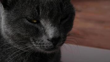 Close-up portrait of gray cat with yellow eyes. The cat is dozing, eyes ajar. The muzzle of a gray cat with yellow eyes, a long black mustache, a gray nose. Selective focus. photo