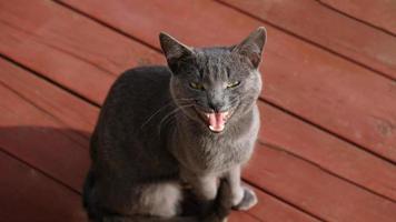 bozal de primer plano de un gato gris con ojos amarillos, bigote negro largo, nariz gris. el gato está maullando, boca abierta, lengua y dientes rosados. concepto para clínica veterinaria. enfoque selectivo foto