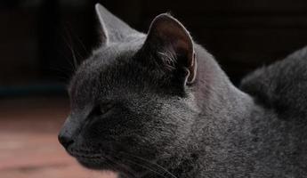 Close-up portrait of gray cat with yellow eyes. The cat is dozing, eyes ajar. The muzzle of a gray cat with yellow eyes, a long black mustache, a gray nose. Selective focus. photo