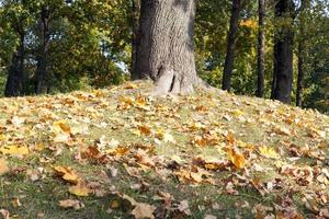 yellowed maple trees in autumn photo
