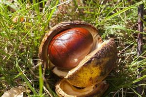 ripe fruit chestnut photo