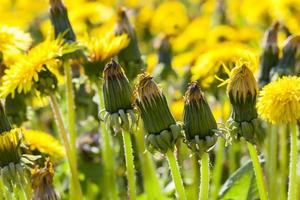 yellow dandelions in spring photo