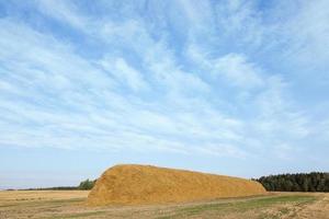 stack of straw in the field photo