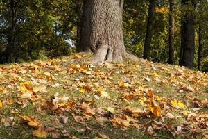 foliage in the autumn season photo