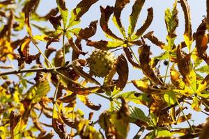 beautiful natural chestnut foliage photo