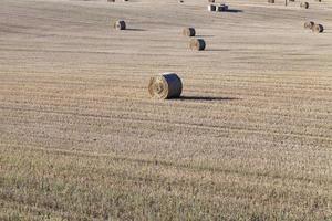 Mature yellowed cereals photo