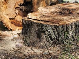 cortar árboles podridos por dentro foto