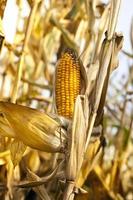 field where corn is grown photo