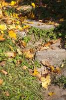 deciduous forest during leaf fall photo