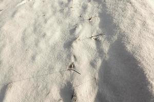 snow covered field photo