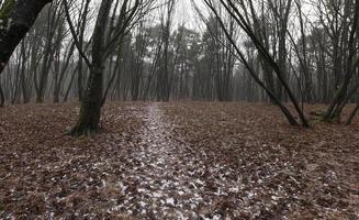 Autumn trees,  forest photo