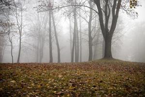 Autumn forest and fog photo