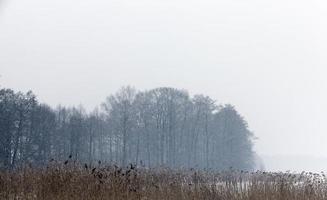 tormenta de nieve, bosque foto