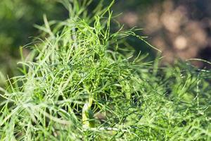 green dill in a field photo