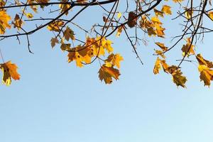 colorful maple leaves photo