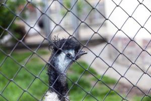 cabeza de avestruz en el zoológico foto