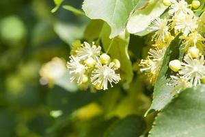 flowering linden trees photo