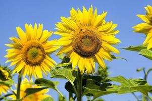 flower of a beautiful yellow annual sunflower photo