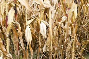 field of ripe corn photo