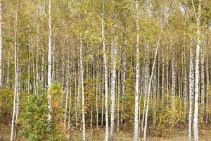 green birch leaves photo