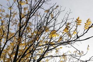 trees in autumn season photo