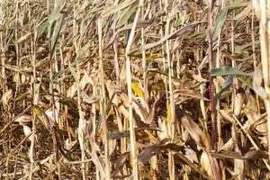 maíz de campo, agricultura foto