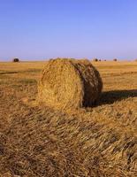 straw stack in a field photo