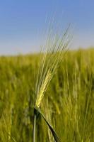 cereals close up photo