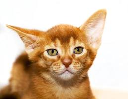 Abyssinian kitten close up photo