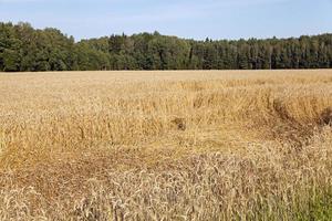 agricultural field and forest photo