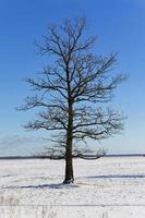 árboles en el invierno foto