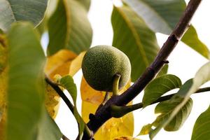 walnut close up photo