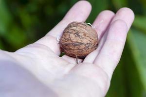 walnut close up photo