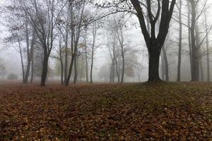 niebla en la temporada de otoño foto