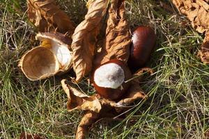 ripe fruit chestnut photo