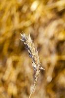 crumpled golden wheat ear photo