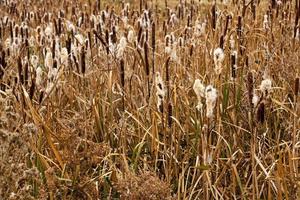 cattail close up photo