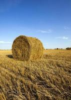 primer plano del campo agrícola foto