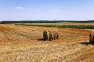 straw stack in field photo