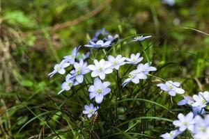 blue spring flowers photo