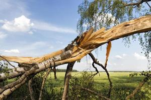 árbol roto durante una tormenta foto