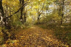 autumn forest . Belarus photo