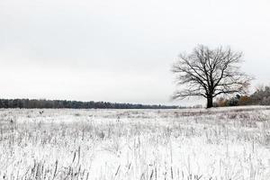 Árbol solitario . nieve. foto