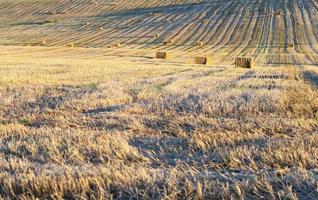 Field harvested wheat crop photo